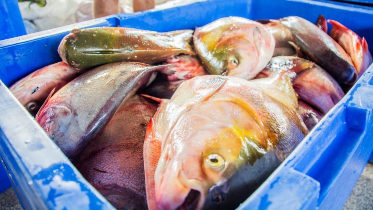 Programa Peixe Popular oferta 50 toneladas de pescado para Semana Santa em quatro municípios