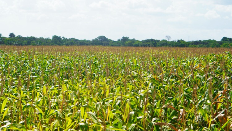 Com nova resolução ambiental, a Prefeitura de Macapá, fortalece política pública para o setor produtivo