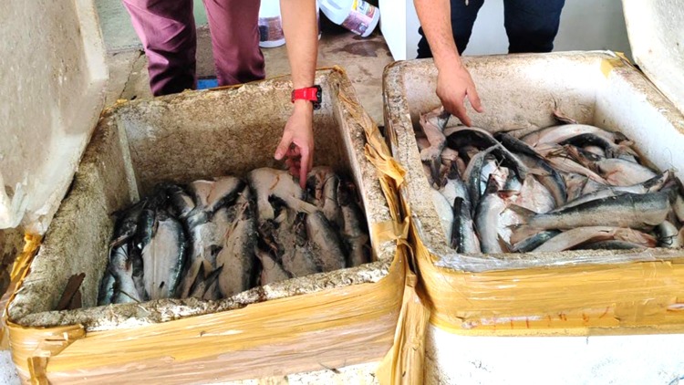 Batalhão Ambiental apreende toneladas de pescado, animais silvestres e carvão em 5 meses no Amapá