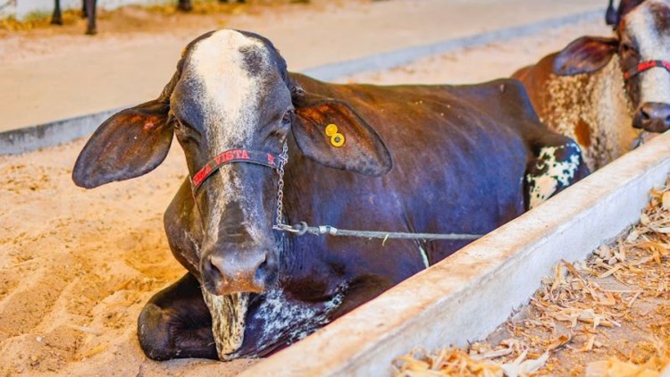 Espaços para exposição e comercialização de animais na 54ª Expofeira do Amapá ainda estão disponíveis no Parque de Exposições