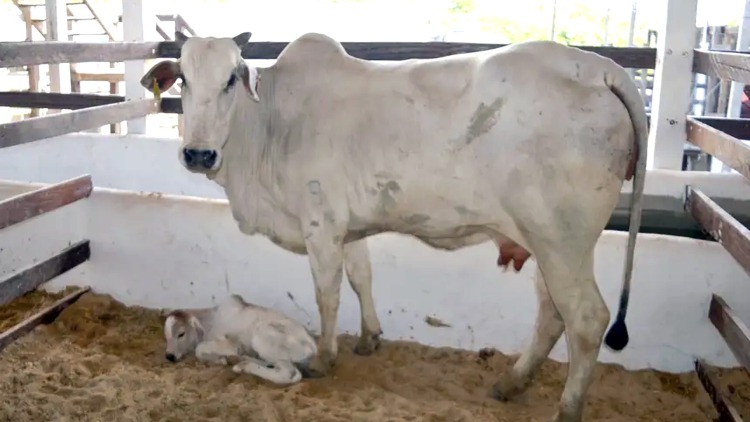 Vaca da raça nelore dá à luz ao primeiro bezerro, a segunda mascote nascida durante a 54ª Expofeira do Amapá
