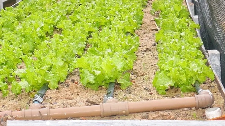 Governo do Amapá apresenta sistema inovador de hidroponia com areia na 54ª Expofeira
