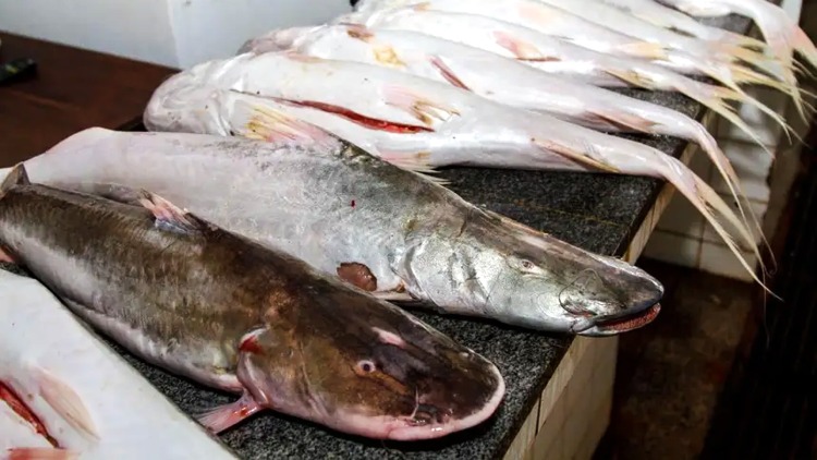 Governo do Estado alerta para o início do período de defeso para 22 espécies de peixes no Amapá