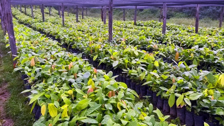 Governo do Amapá impulsiona agricultura familiar com entrega de 15 mil mudas de cacau em Tartarugalzinho