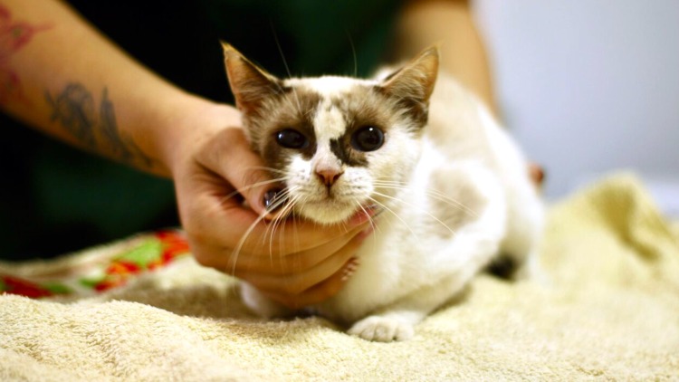 Castramóvel: Serviço garante castração gratuita para felinos em Macapá