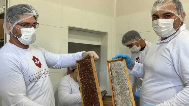 Mel produzido no Amapá começa a ganhar força como símbolo de qualidade e resistência