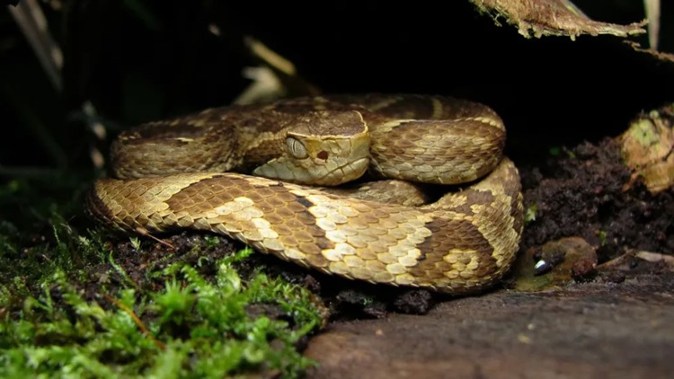 Governo do Amapá alerta para os riscos de picadas de animais peçonhentos no período chuvoso