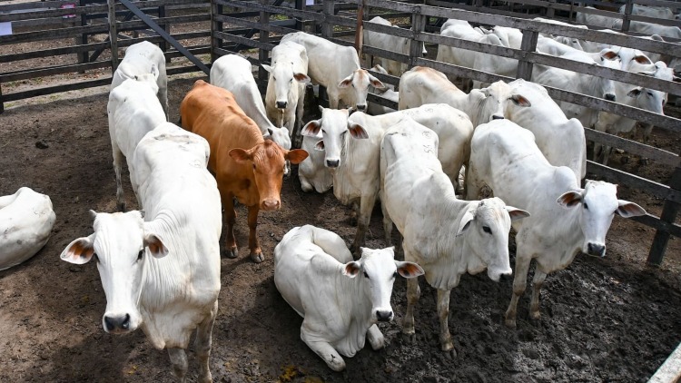 Expofeira 2026: R$ 1,4 milhão com venda de animais